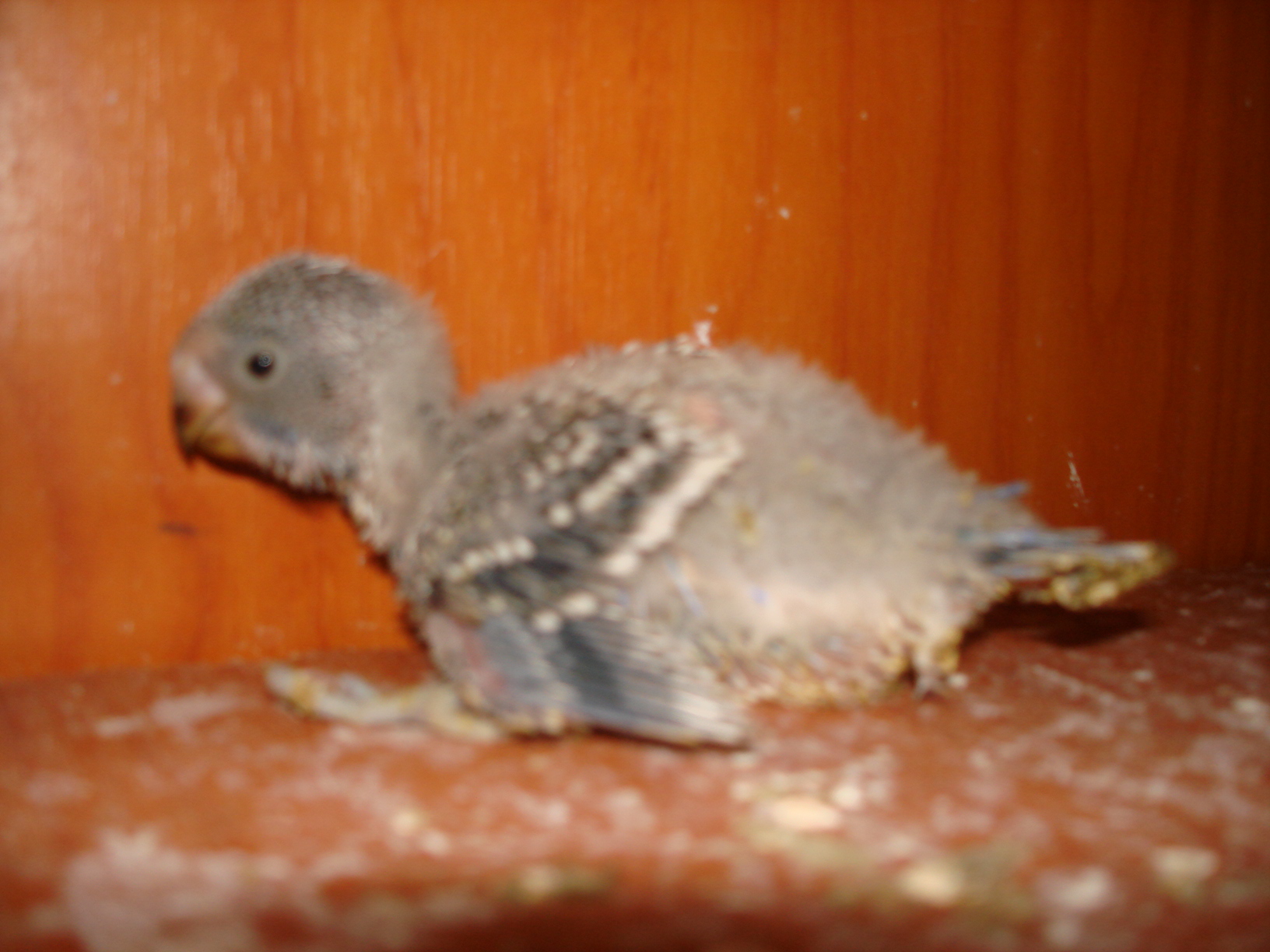 DSC04393.JPG